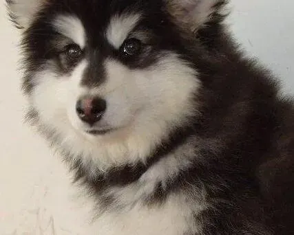 阿拉斯加犬|疾病来袭 防治阿拉斯加犬生病的三个要点