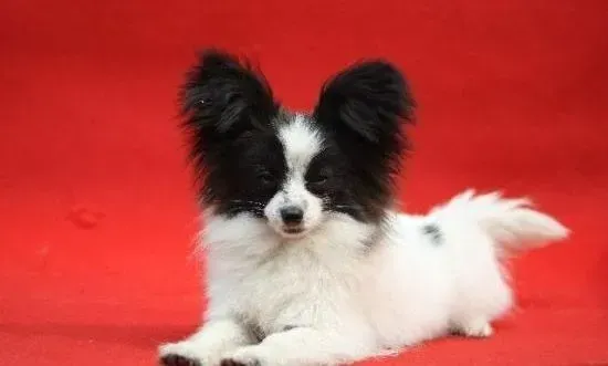 蝴蝶犬|三个月的蝴蝶犬还需要吃软狗粮吗