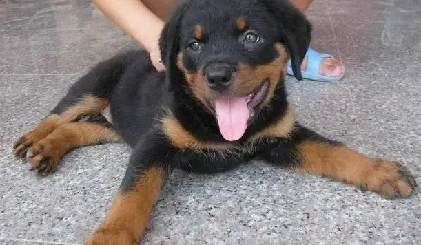 罗威纳犬|罗威纳犬也会患上厌食症吗