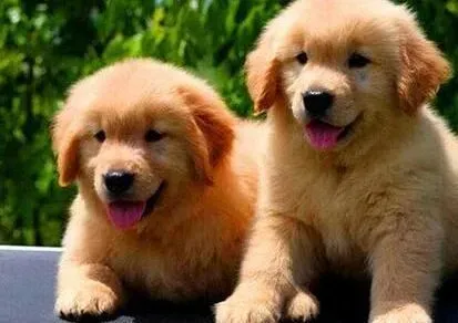 金毛|金毛犬肥胖的危害及形成的原因