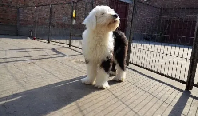 古代牧羊犬|当古代牧羊犬缺钙了主人们要怎么办