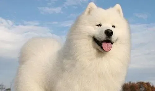 萨摩耶犬咳嗽 主要是由于气温差变化较大引起 | 萨摩耶