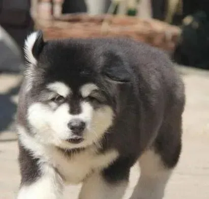 阿拉斯加犬|阿拉斯加犬得了细小与冠状吃什么药治疗