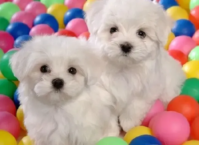 比熊犬|清洁健康 比熊犬洗澡的预备工作以及小诀窍