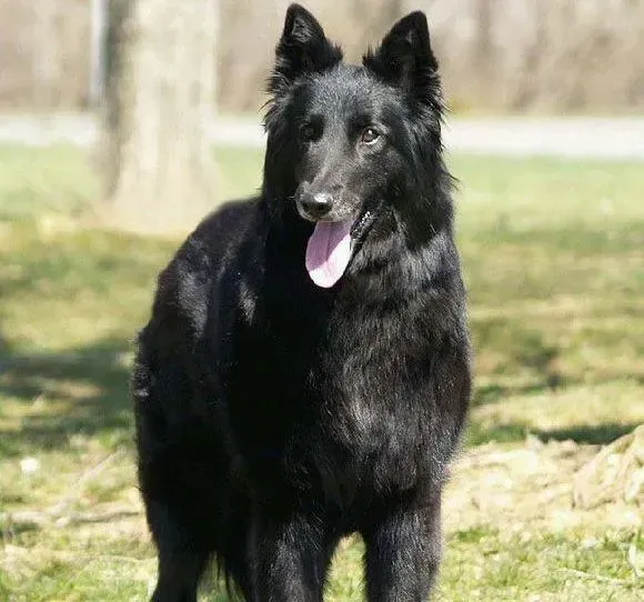 比利时牧羊犬|换牙期间的比利时牧羊犬总是乱咬东西应如何是好