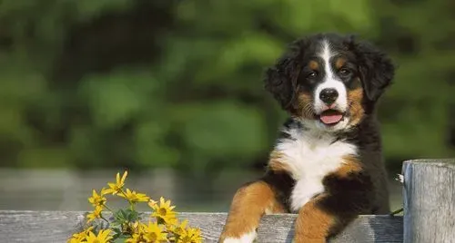 伯恩山犬怎么养 狗狗也需要充足的营养 | 伯恩山犬
