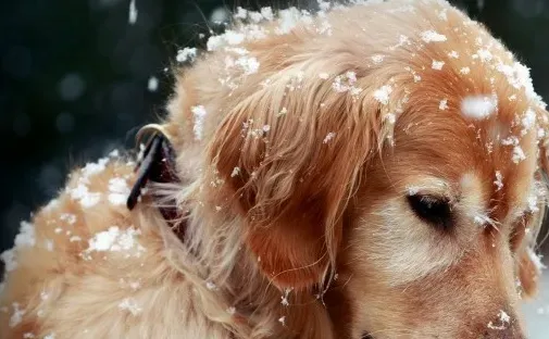 金毛寻回犬什么时候开始训练 一岁是最好训练时机 | 金毛寻回犬