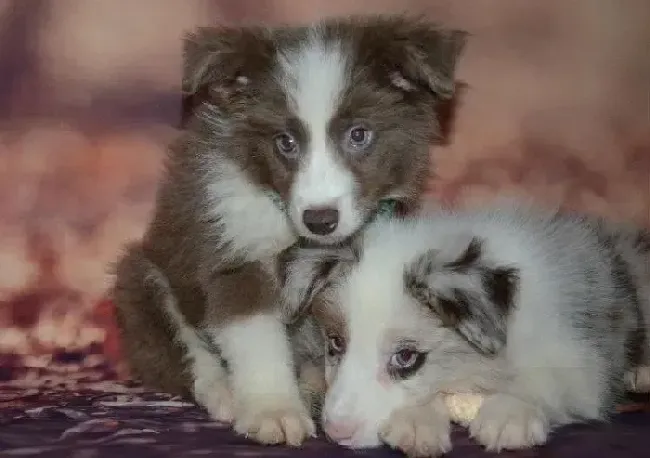 边境牧羊犬|怎么照顾新出生的边境牧羊犬幼犬