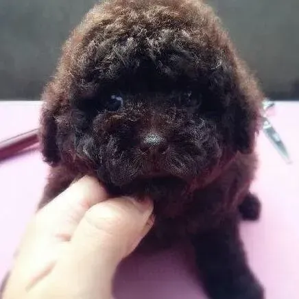 泰迪犬|泰迪犬吃驱虫药后没精神是正常现象吗