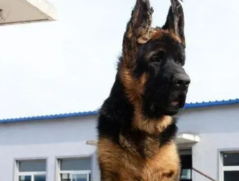 德国牧羊犬|德国牧羊犬发烧，有点厌食，麻烦指点一下