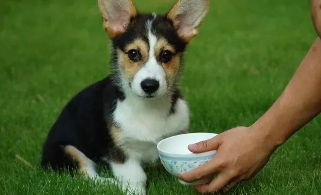 柯基犬|柯基犬总是打喷嚏是什么原因