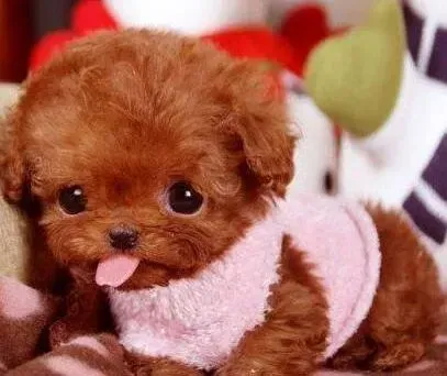 泰迪犬|生完宝宝的泰迪母犬总喜欢叼狗宝怎么办