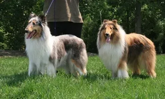 苏格兰牧羊犬|哪些食物是苏格兰牧羊犬最贴心的小伙伴