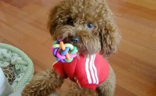 泰迪犬|主人了解多少关于泰迪犬的喂养知识