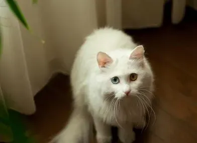 山东狮子猫的性格 该猫恬静可爱 | 山东狮子猫