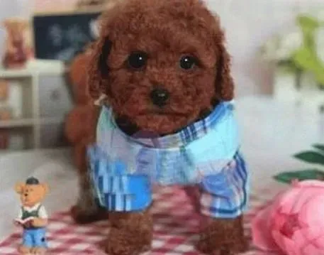 泰迪犬|泰迪犬长成多大以后才能够开始洗澡