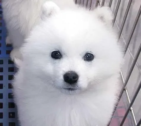 银狐犬|去除银狐犬跳骚有哪些易行的方法