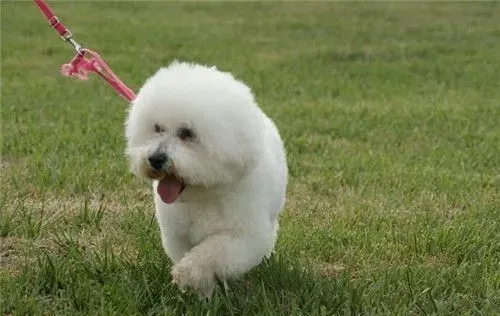 比熊犬和泰迪犬杂交 智商有大可能挺高 | 比熊犬