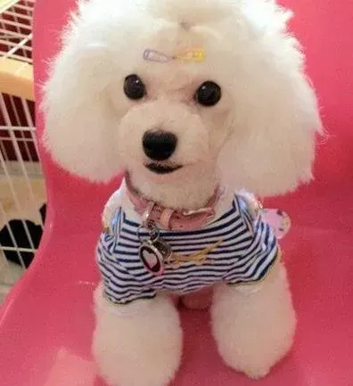 贵宾犬|怎么才能改掉贵宾犬吃东西狼吞虎咽的毛病
