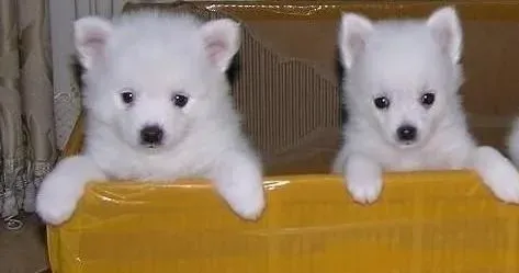 银狐犬|银狐犬为何一定要啃骨头