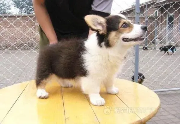 柯基犬|如何为柯基犬选购最合适的狗粮