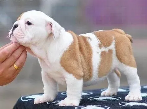 英国斗牛犬|如何拯救窒息中的斗牛犬