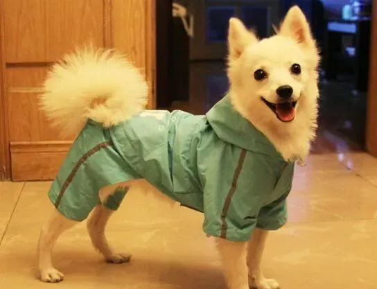 银狐犬吃什么最好 银狐犬食物的选择 | 银狐犬