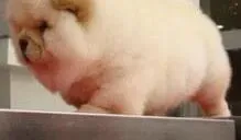松狮犬|盘点松狮犬喜怒哀乐的表达方式