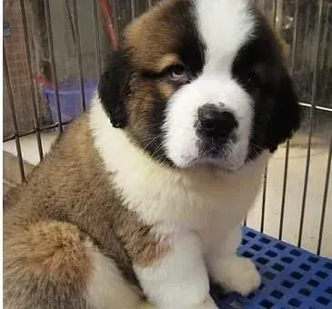 圣伯纳犬|圣伯纳犬嫉妒心会有什么样的表现