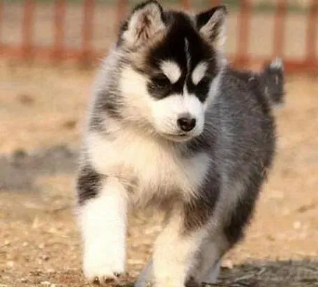 哈士奇|斗智巧取 如何驯养不易训练的哈士奇