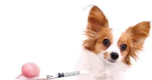狗为什么要打疫苗 狗打狂犬疫苗的作用及反应 | 疫苗