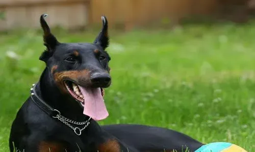 杜宾犬的智商 嗅觉非常灵敏的狗狗 | 杜宾犬