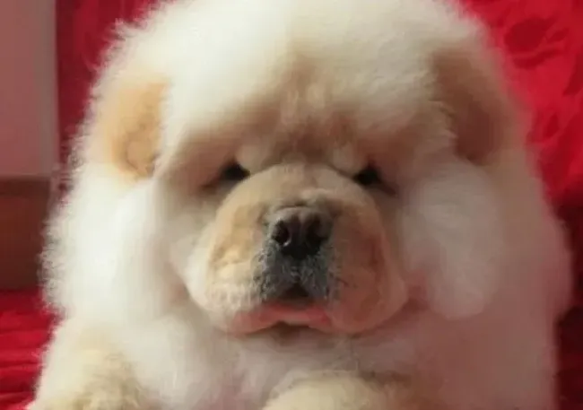 松狮犬|松狮犬喜欢睡在地板上，而且尿很多是怎么了