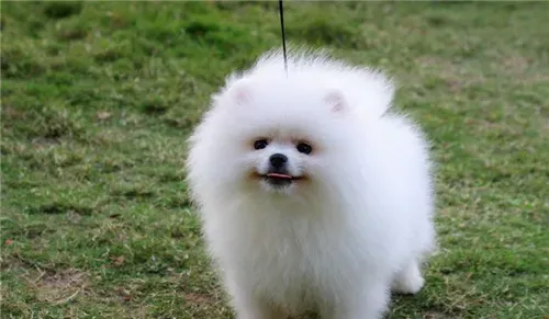 博美犬吃米饭吗 米饭吃多了狗狗会难受的 | 博美