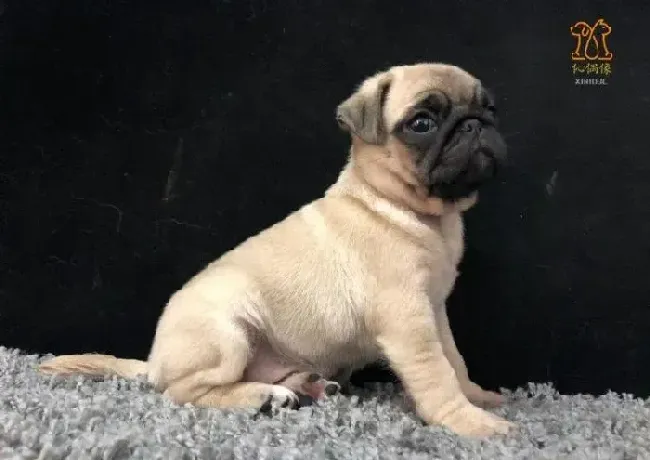 巴哥犬|巴哥犬吃多了，撑着了怎么办