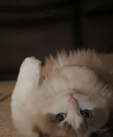 布偶猫的颜色 较适宜室内饲养的猫咪 | 布偶猫