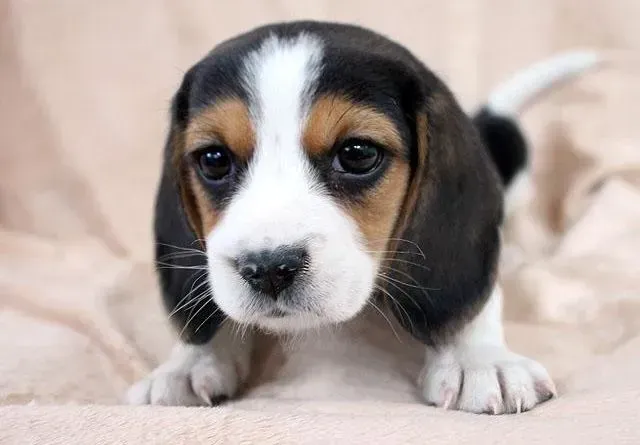 比格犬|比格犬晚上坐车突然发抖了 是要感冒吗