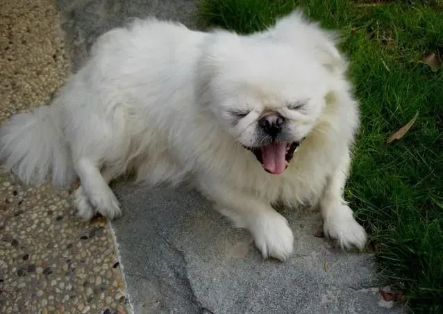 京巴狗|美丽处方 京巴犬美丽外型的塑造手册