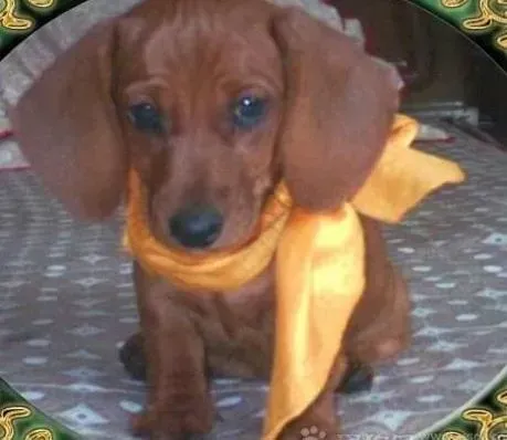 腊肠犬|不生病的秘诀 如何轻松打理腊肠犬的狗窝