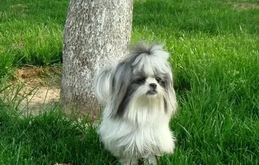 西施犬种类 西施犬的祖先生活在中国西藏 | 西施犬