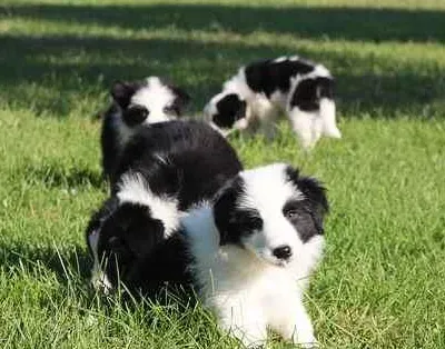 边境牧羊犬怎么喂养 边境牧羊犬吃什么 | 边境牧羊犬