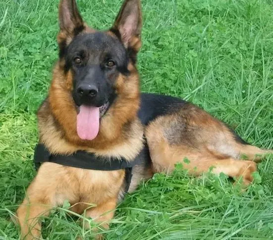 德国牧羊犬|德国牧羊犬突然流鼻血？居然是血管肉瘤
