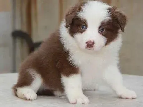 边境牧羊犬|剖析训练边境牧羊犬失败的四大原因