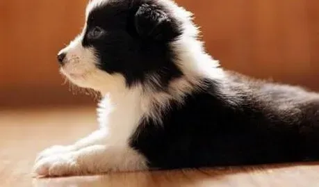 边境牧羊犬|科学给边境牧羊犬补充营养的方法