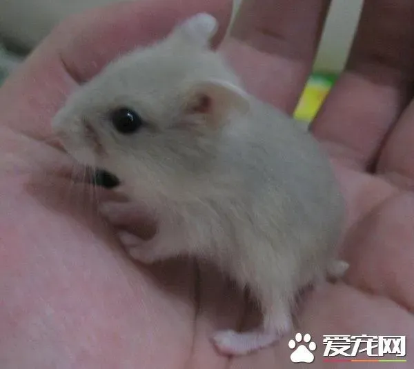 银狐仓鼠怎么训练 厕所里放上猫沙和垫材来吸引 | 银狐仓鼠