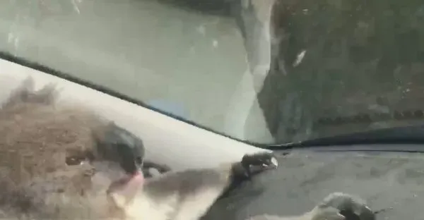 无尾熊和狗狗大眼瞪小眼 超爽冷气霸车不想走