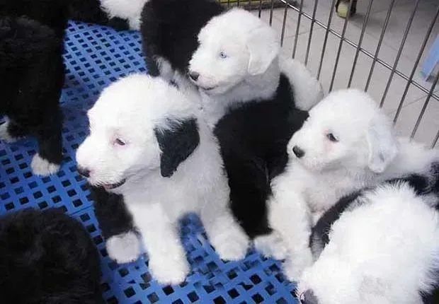 古代牧羊犬|古代牧羊犬的保健常识有哪些是值得学习的