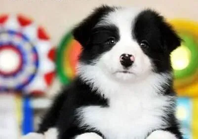 边境牧羊犬|边境牧羊犬的运动量多少才合理