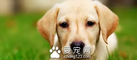 狗得什么病会死 死亡率最高的是犬瘟 | 狗