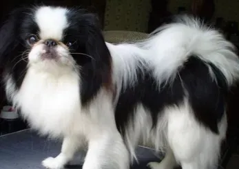 日本狆的性格 该犬比较爱表现自己 | 日本狆